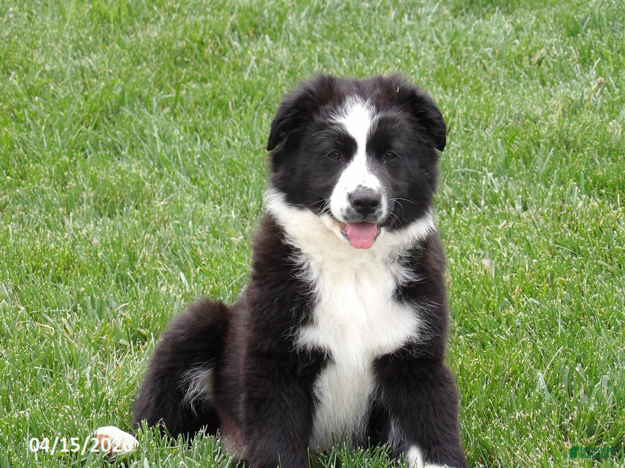 Australian Shepherd dogs Balto - Ad 2