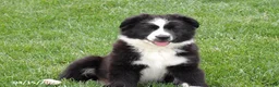 Australian Shepherd dogs for sale: Balto - Ad 2