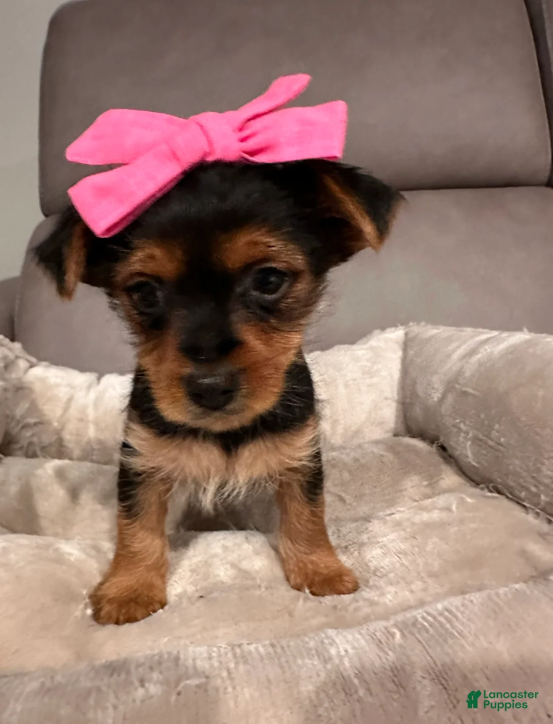 Yorkshire Terrier dogs for sale: Aria-POTTY And CRATE TRAINING NOW HOME RAISED - Ad 5