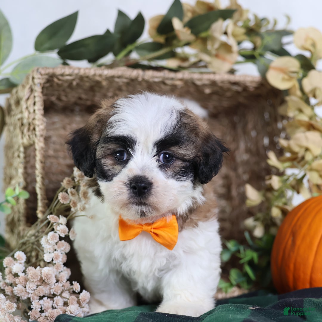 Teddy Bear dogs for sale: Fango - Ad 5