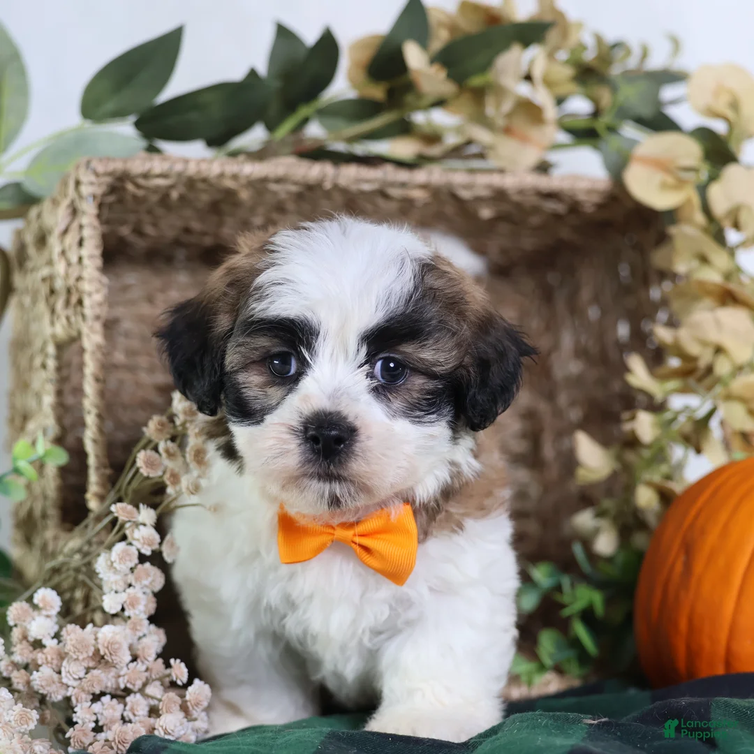 Teddy Bear dogs for sale: Fango - Ad 5