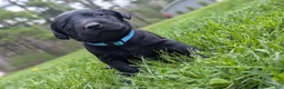 Labrador Retriever dogs for sale: Molly - Ad 1