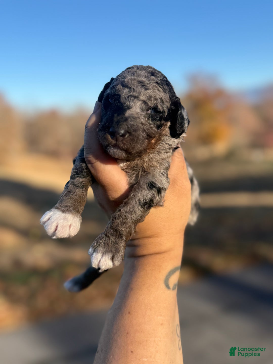 Standard Poodle dogs for sale: Birch - Ad 11