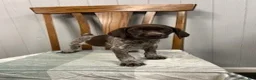 German Shorthaired Pointer dogs for sale: Willow - Ad 1