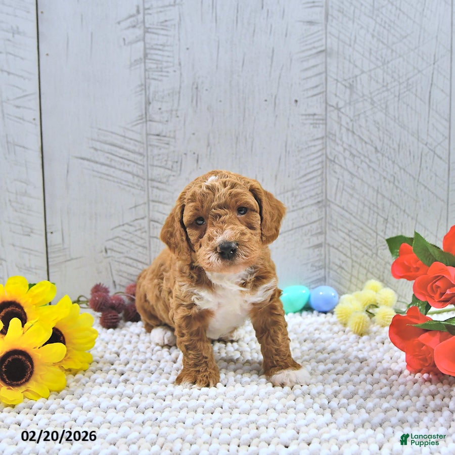 Mini Goldendoodle dogs Jamin - Ad 2