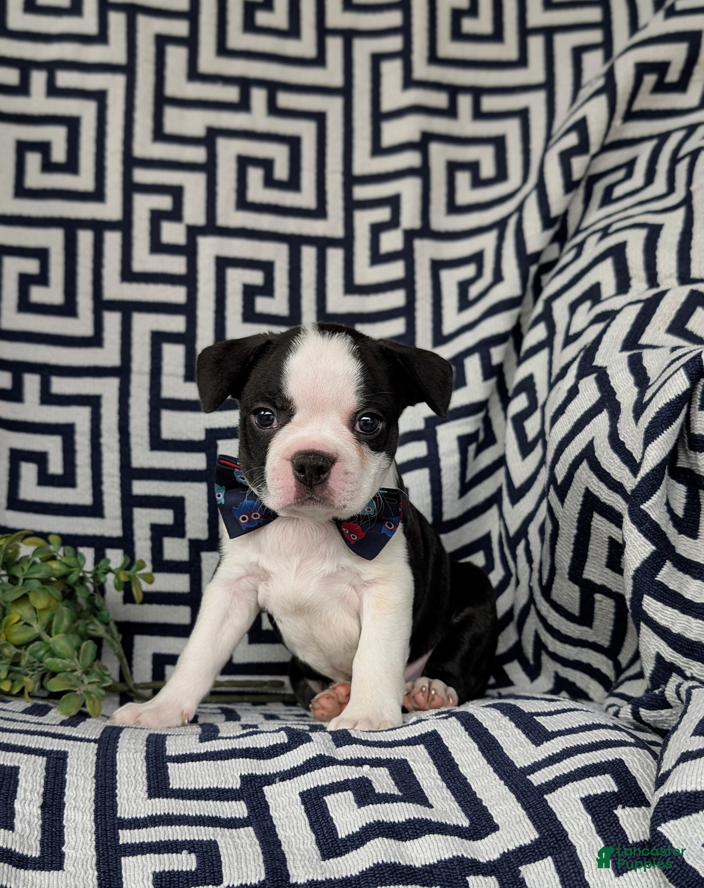 Boston Terrier dogs Brewster - Ad 2
