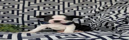 Boston Terrier dogs for sale: Brewster - Ad 2