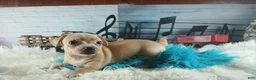 Chihuahua dogs for sale: Autumns fawn boy. Hand Delivery  - Ad 9