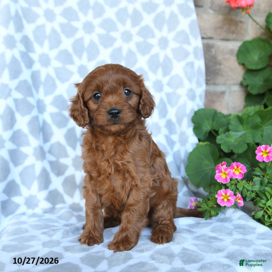 Cavapoo dogs for sale: Autumn - Ad 1