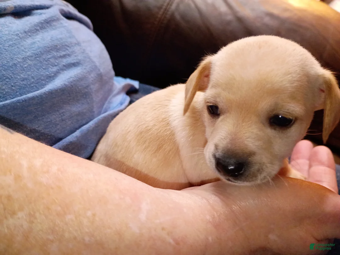 Chiweenie dogs for sale: Chiweenie Puppy 2 - Ad 2