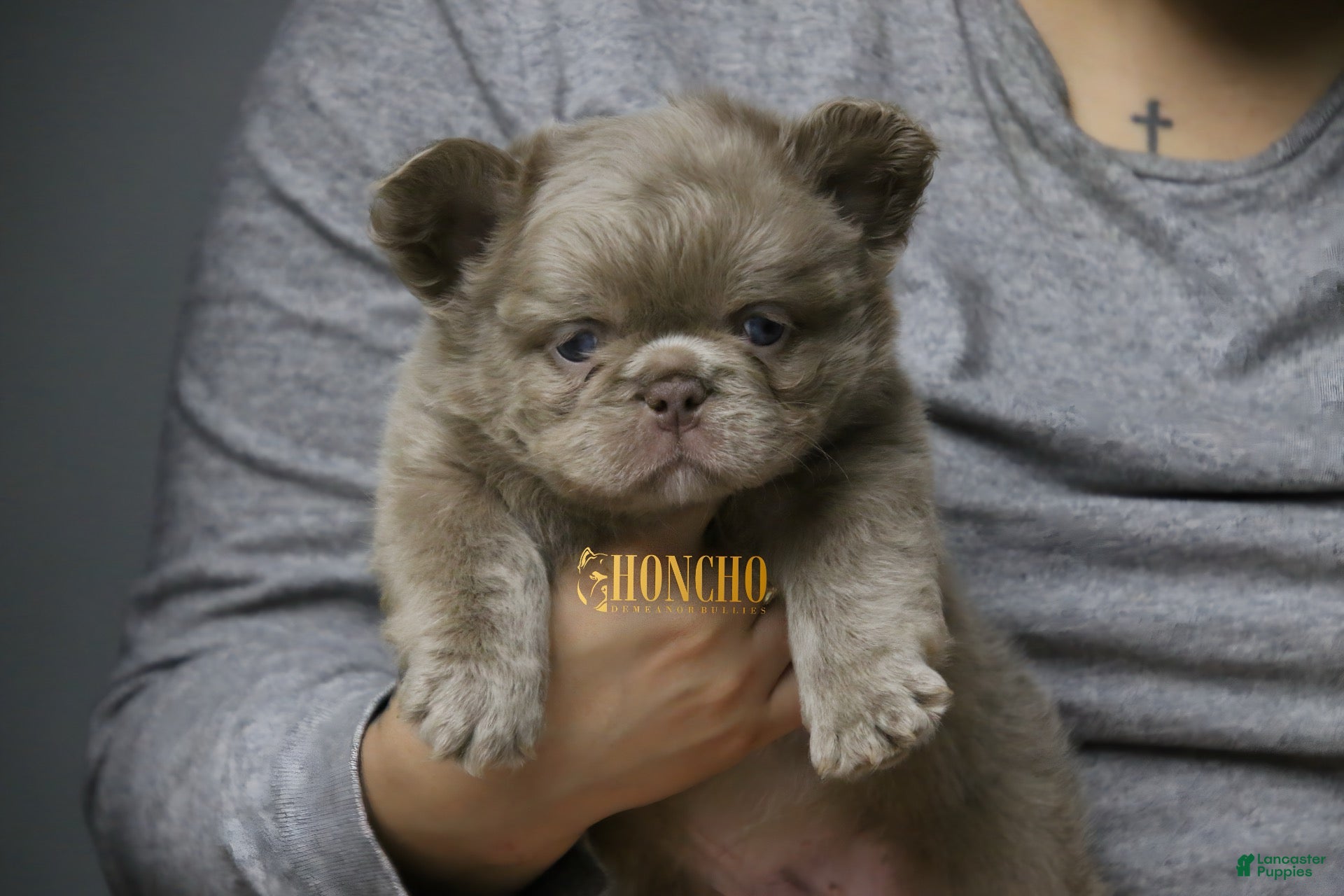 French Bulldog dogs French Bulldog 1 - Ad 11