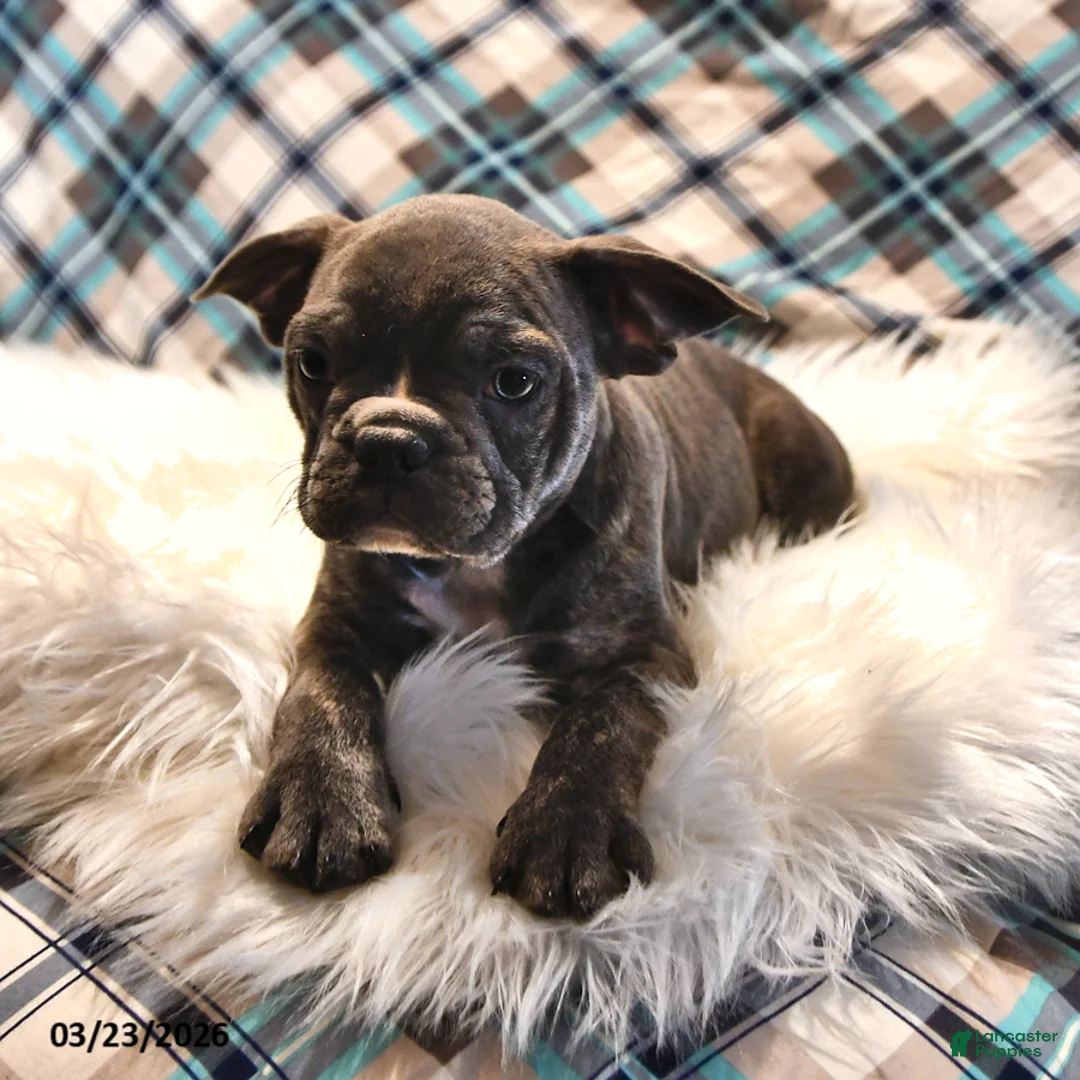 Frenchton dogs for sale: Blue  - Ad 2