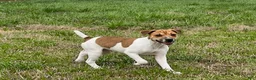 Jack Russell Terrier dogs for sale: Jack Russell Terrier Boy 1 - Ad 1