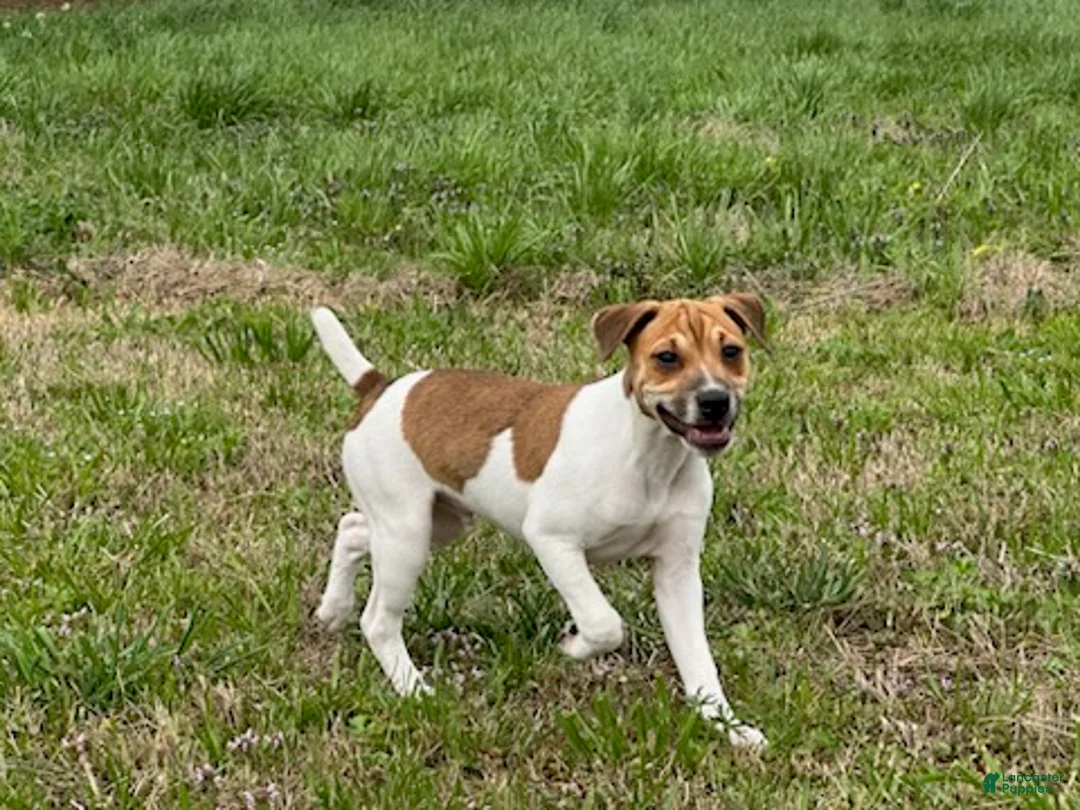 Jack Russell Terrier dogs for sale: Jack Russell Terrier Boy 1 - Ad 1