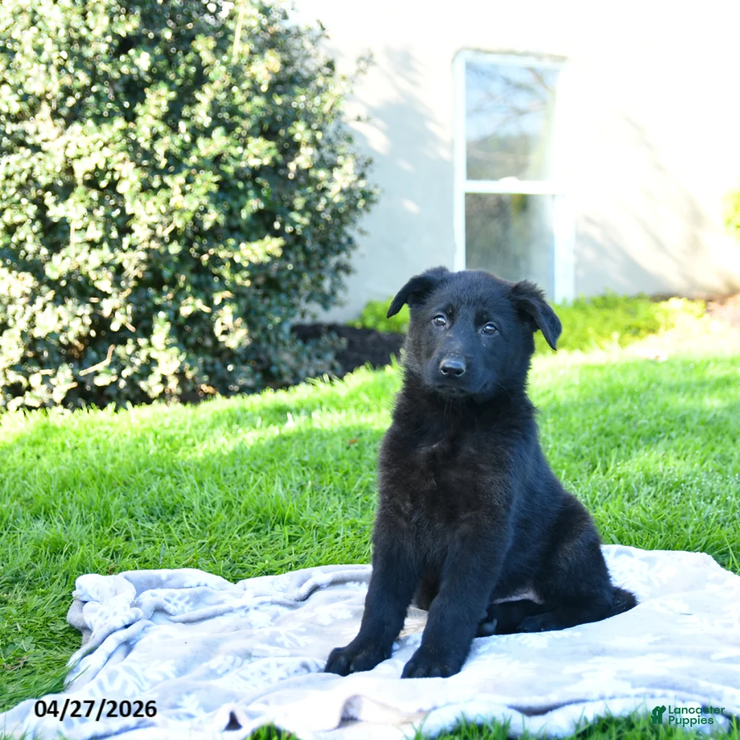 German Shepherd dogs for sale: Lillian - Ad 1