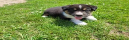 Mixed Breed dogs for sale: Ram  - Ad 4