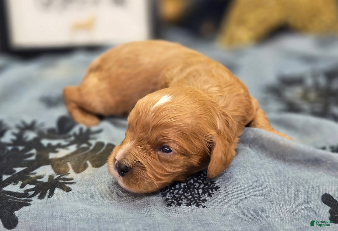 Cavapoo dogs for sale: Flannel - Ad 2