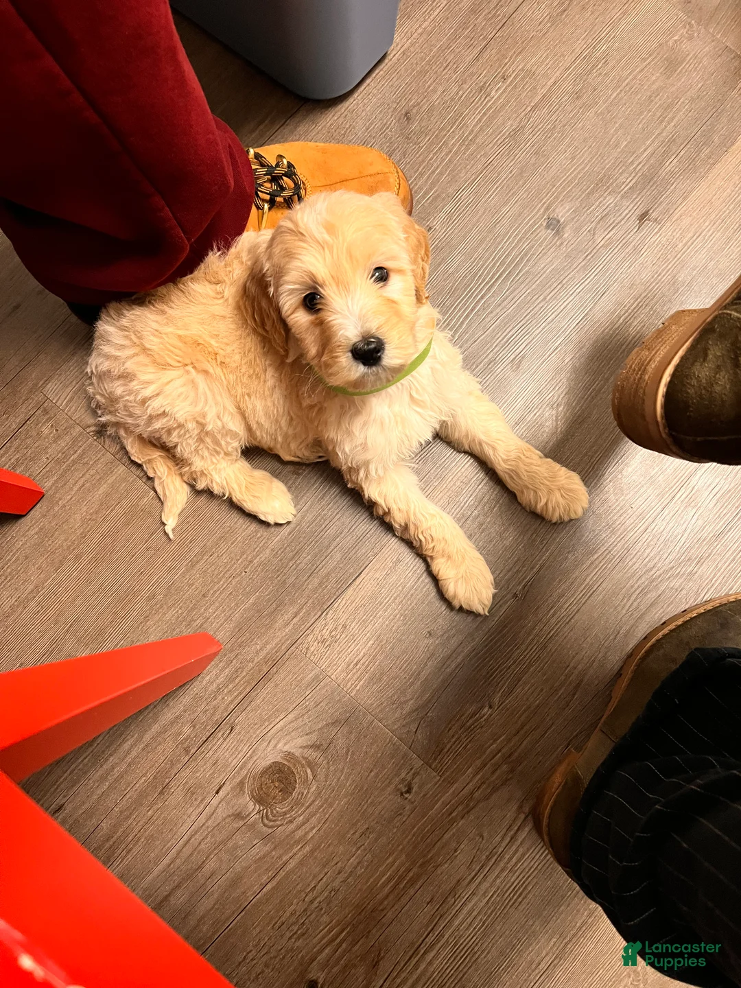 Mixed Breed dogs for sale: Phillip - Ad 1