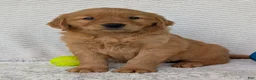 Golden Retriever dogs for sale: Domino  - Ad 11