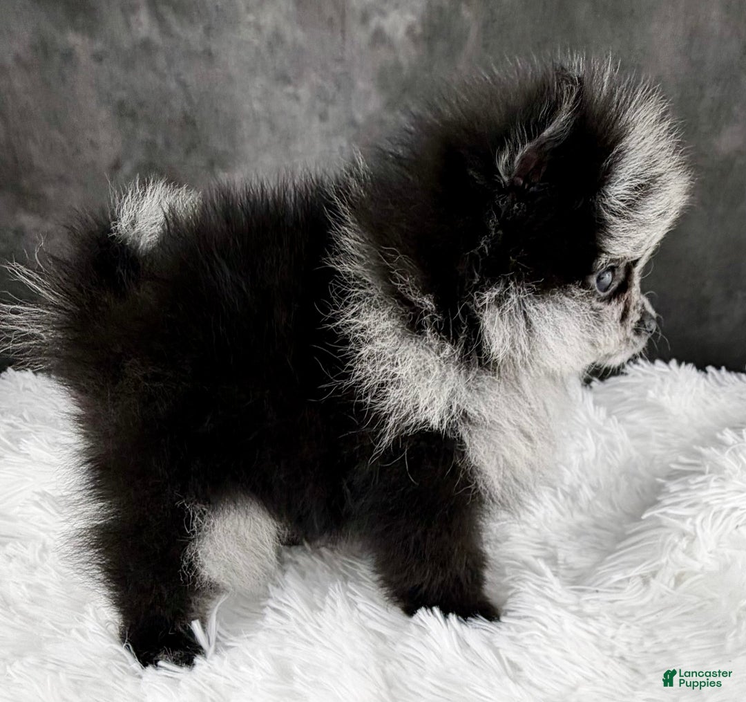 Pomeranian dogs for sale: Noel AKC - Ad 5