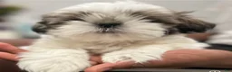 Shih Tzu dogs for sale: Shih Tzu puppy, Female  - Ad 2