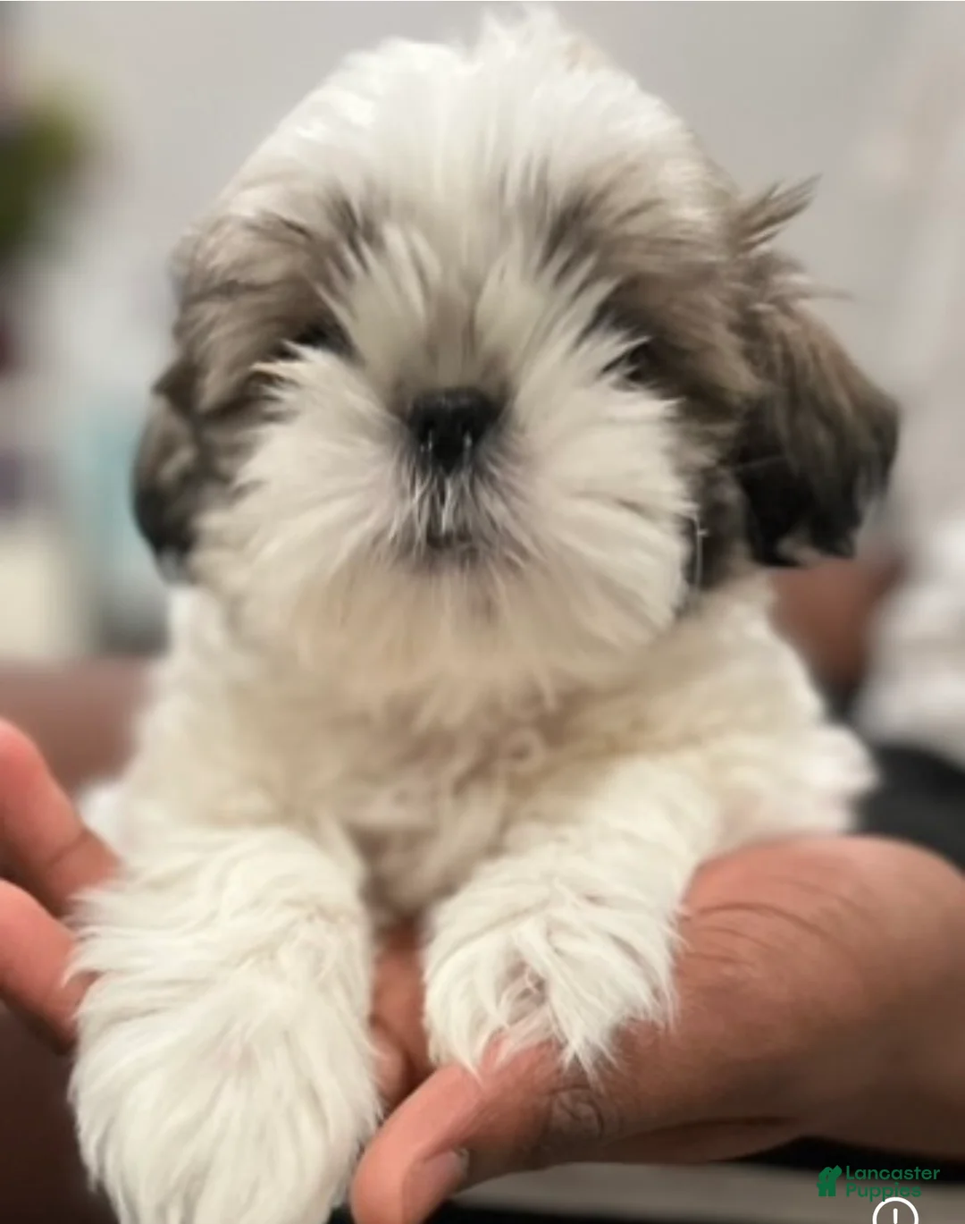Shih Tzu dogs for sale: Shih Tzu puppy, Female  - Ad 2