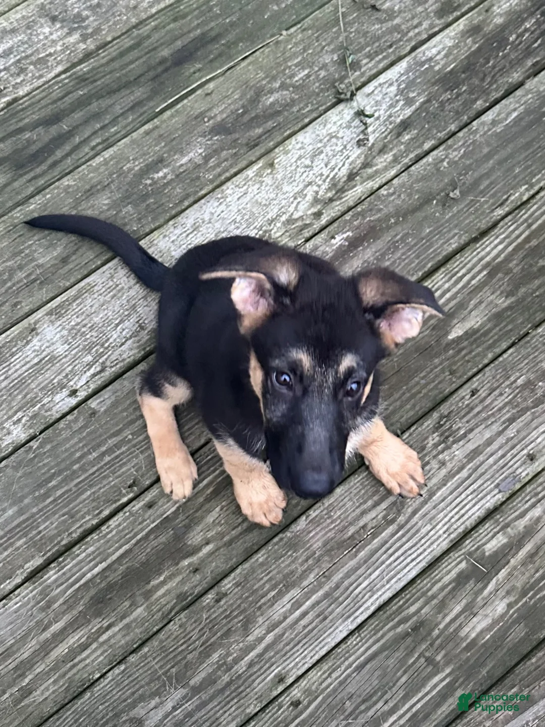 German Shepherd dogs for sale: German Shepherd 1 - Ad 2