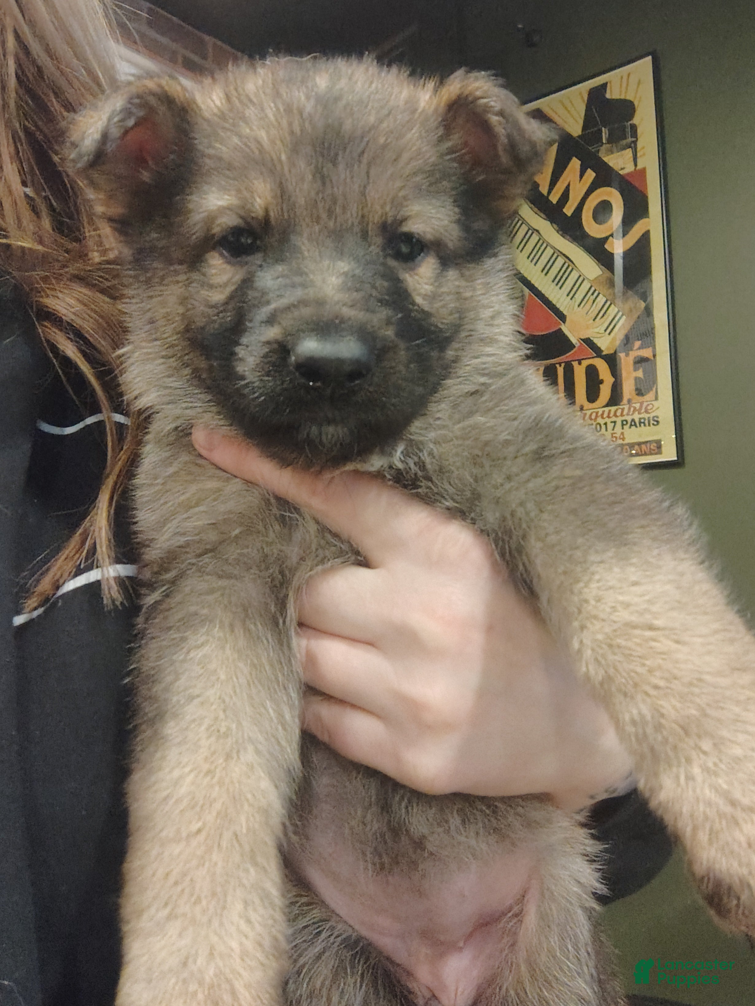 German Shepherd dogs Fern - Ad 1