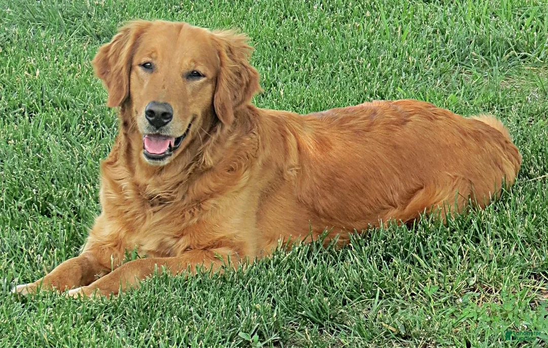 Mixed Breed dogs for sale: Mr. Green - Ad 3