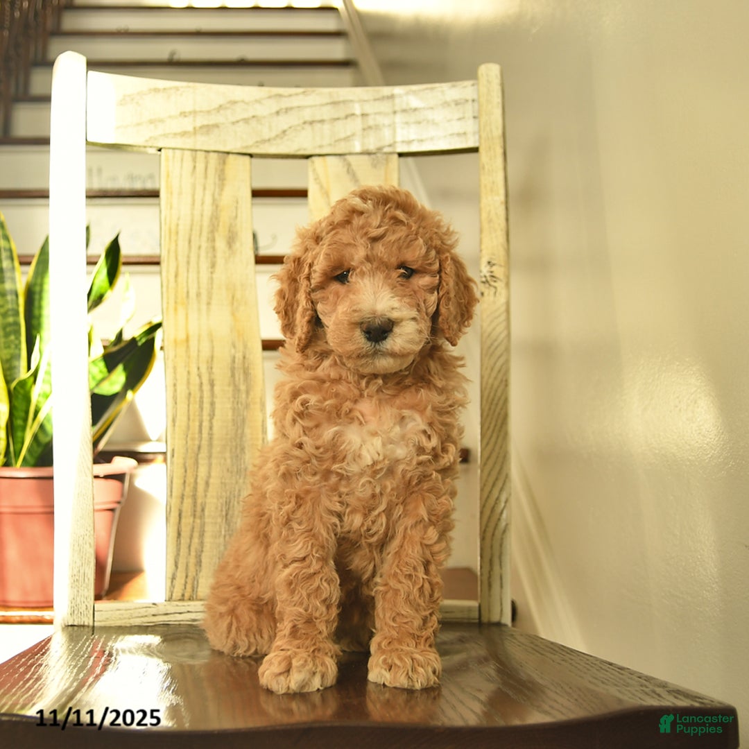 Standard Poodle dogs for sale: Honey   - Ad 2