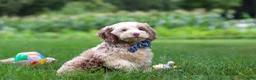 Cockapoo dogs for sale: Oakley - Ad 3