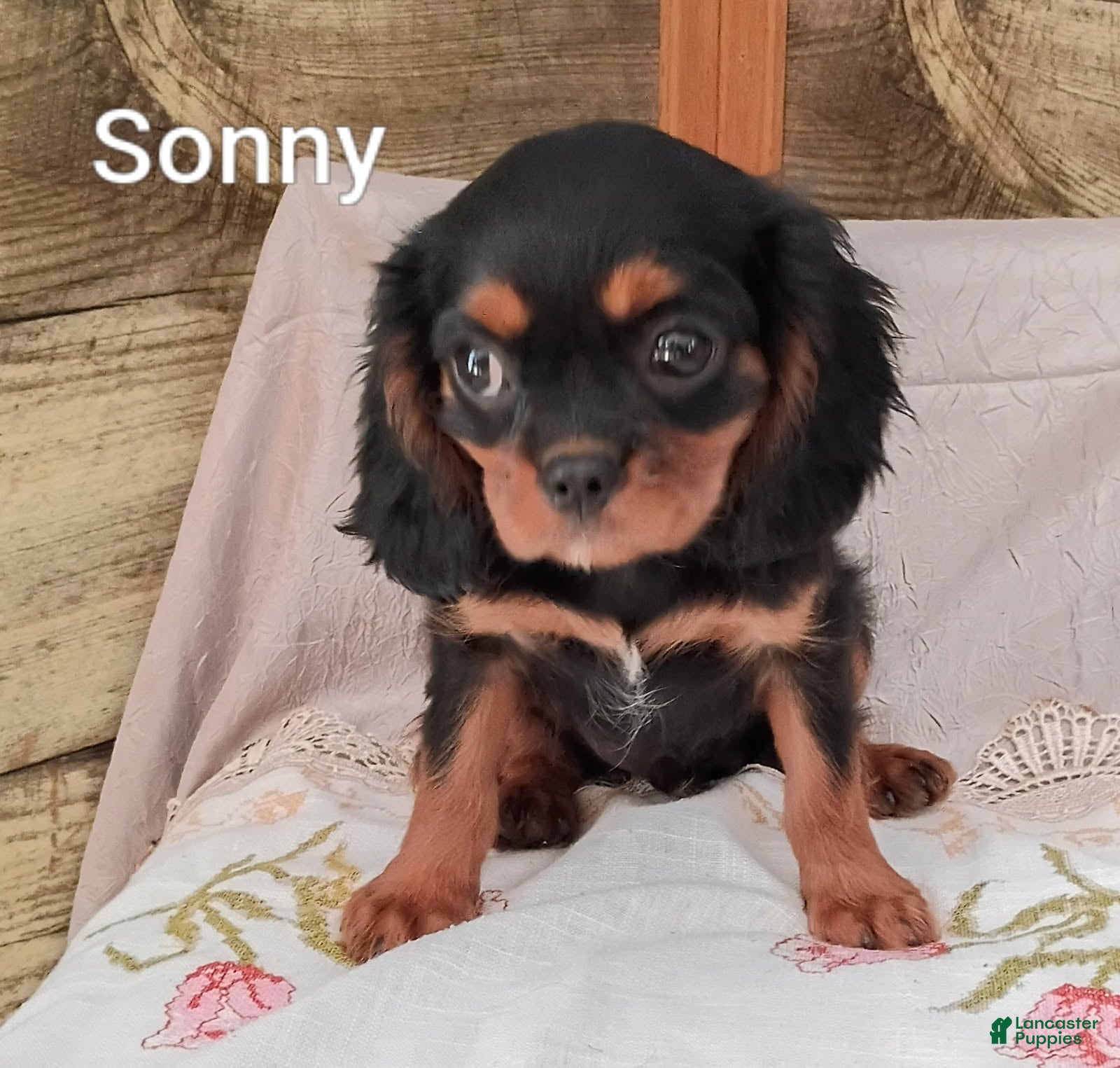 Cavalier King Charles Spaniel dogs for sale: Sonny - Ad 1