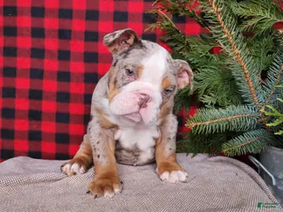 English Bulldog dogs Fletch - Ad 7