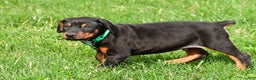 Doberman Pinscher dogs for sale: Rocco - Ad 12