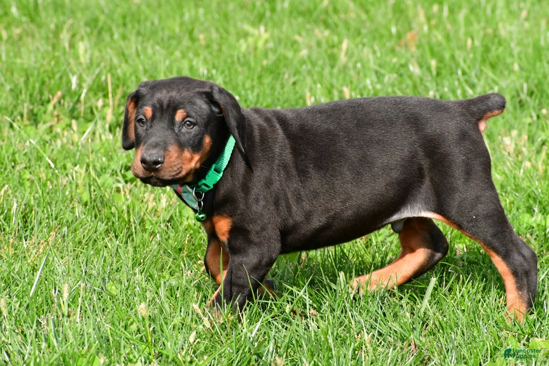 Doberman Pinscher dogs for sale: Rocco - Ad 12