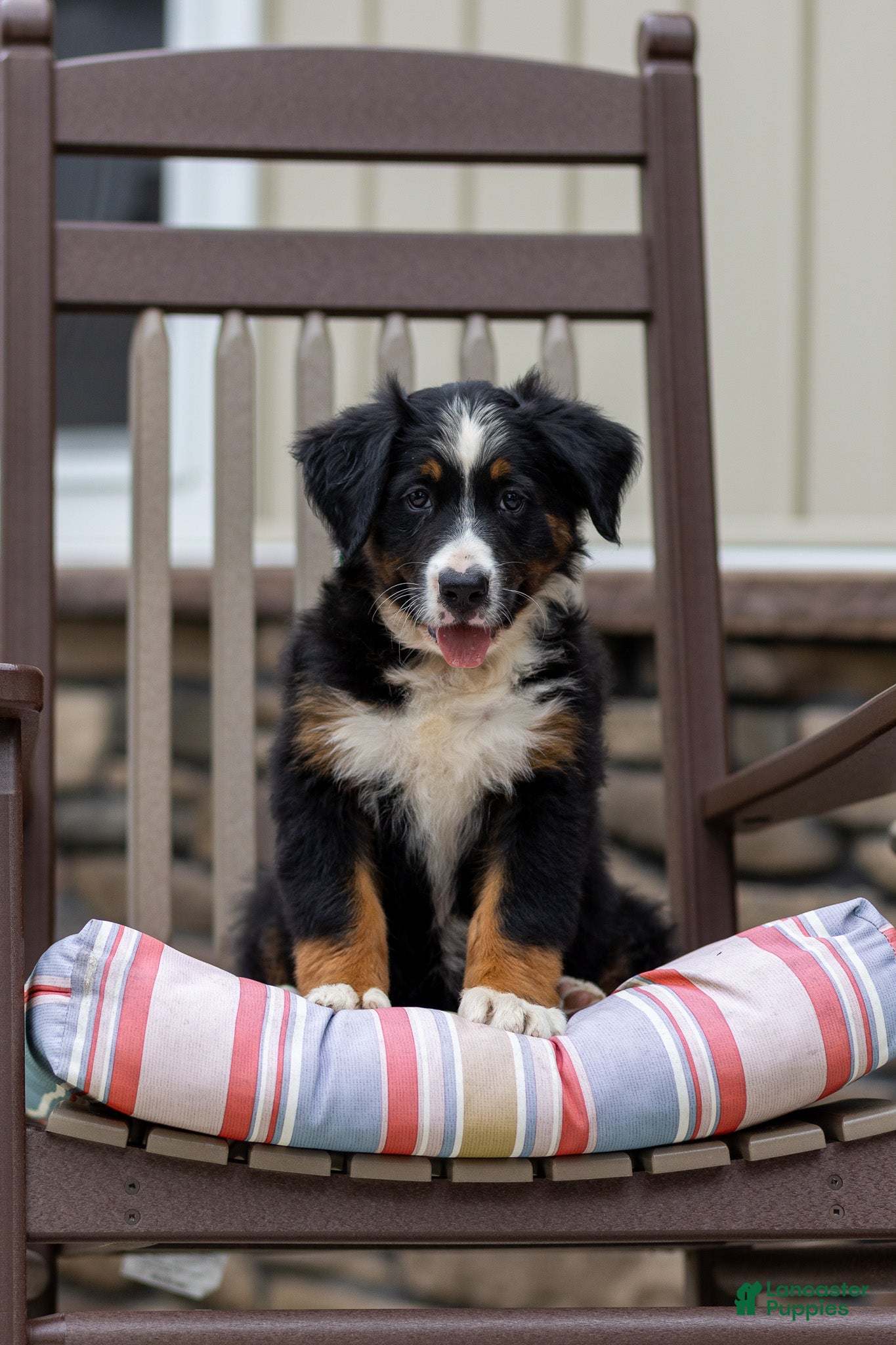 Bernese Mountain Dog dogs Ruffles - Ad 1