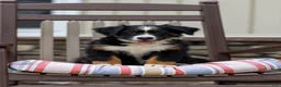 Bernese Mountain Dog dogs for sale: Ruffles - Ad 1