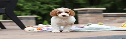 Standard Poodle dogs for sale: Blossom - Ad 17