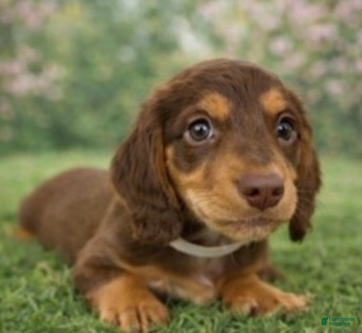 Miniature Dachshund dogs Coco Bean  - Ad 2