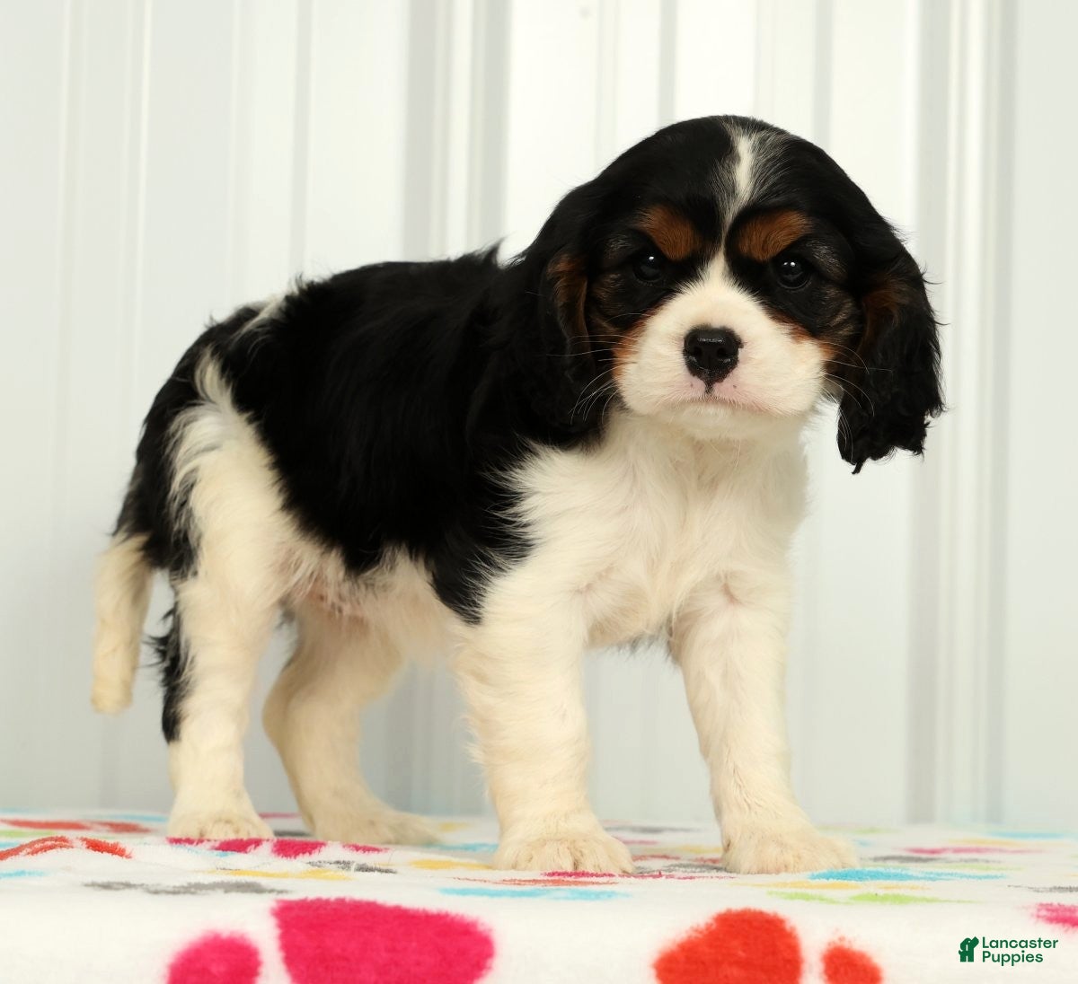 Cavalier King Charles Spaniel dogs Twixy - Ad 2