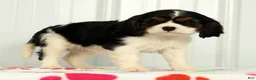 Cavalier King Charles Spaniel dogs for sale: Twixy - Ad 2