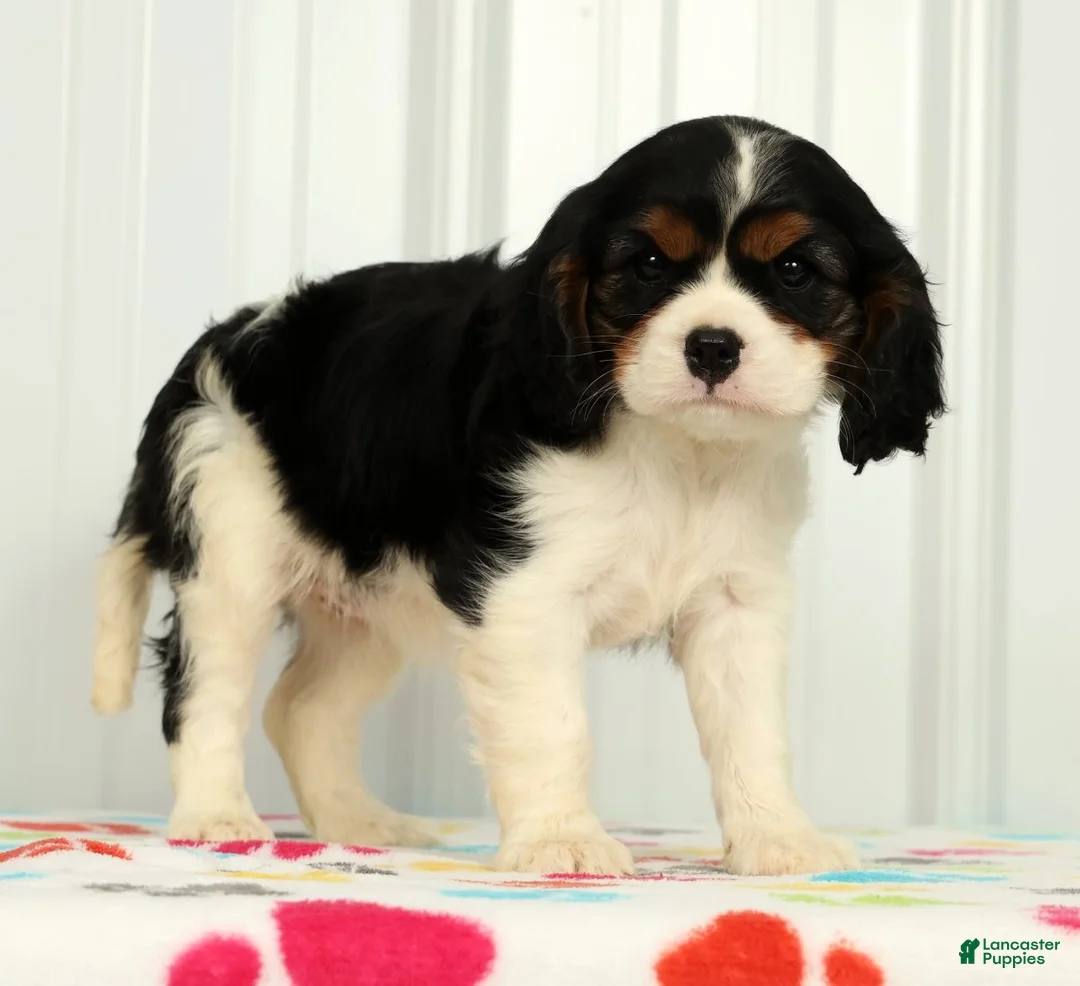 Cavalier King Charles Spaniel dogs for sale: Twixy - Ad 2