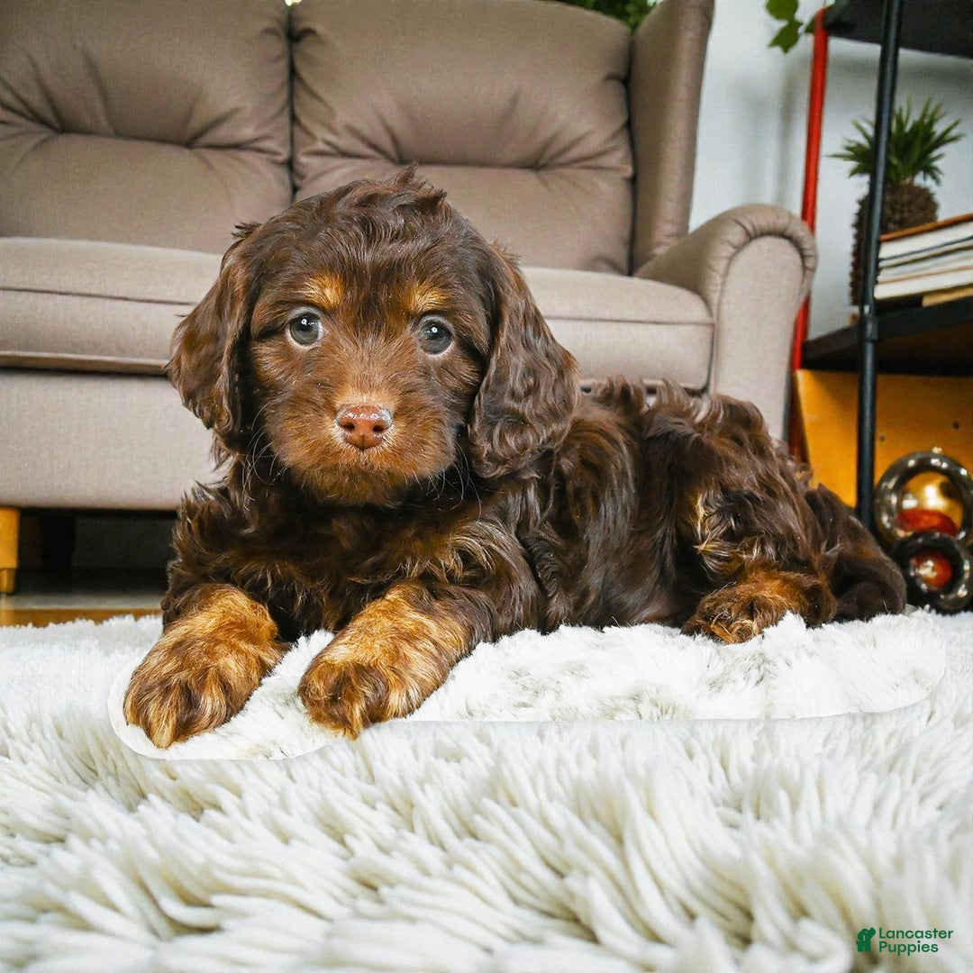 Cockapoo dogs for sale: jesse - Ad 3