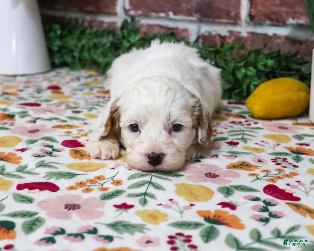 Cavapoo dogs for sale: April - Ad 1