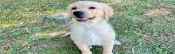 Golden Retriever dogs for sale: Golden Retriever Puppy 1 - Ad 5