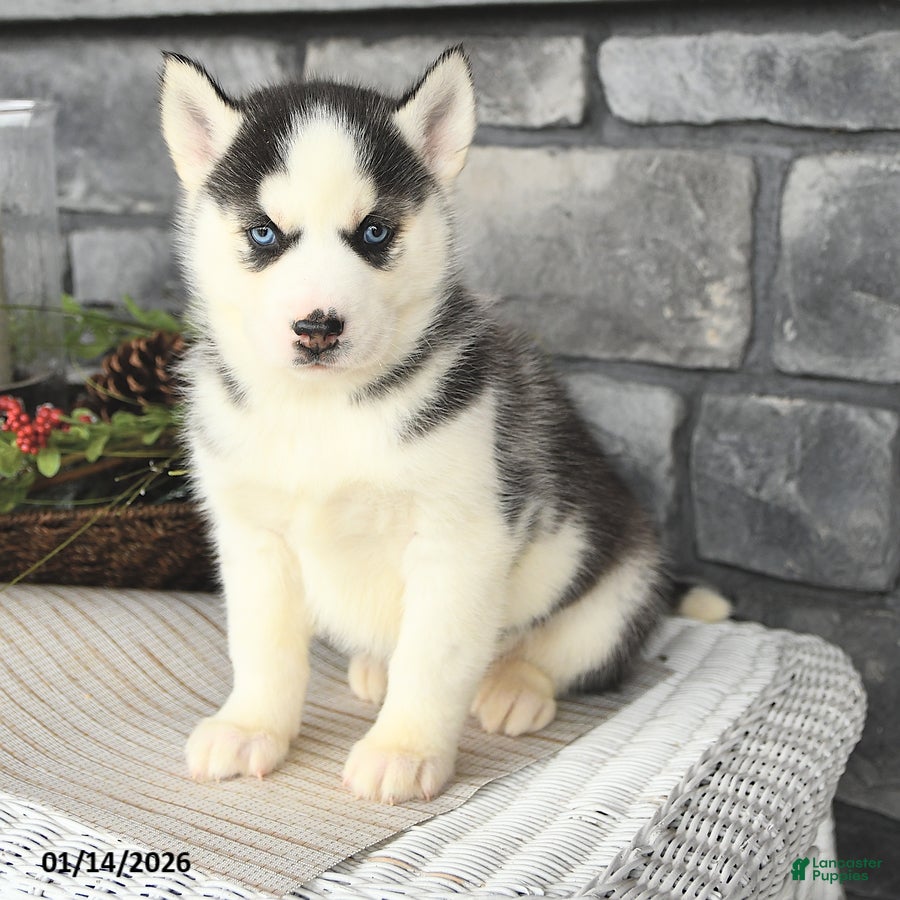 Siberian Husky dogs Gloria - Ad 11