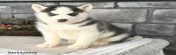 Siberian Husky dogs for sale: Gloria - Ad 1