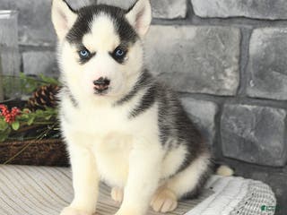 Siberian Husky dogs Gloria - Ad 41