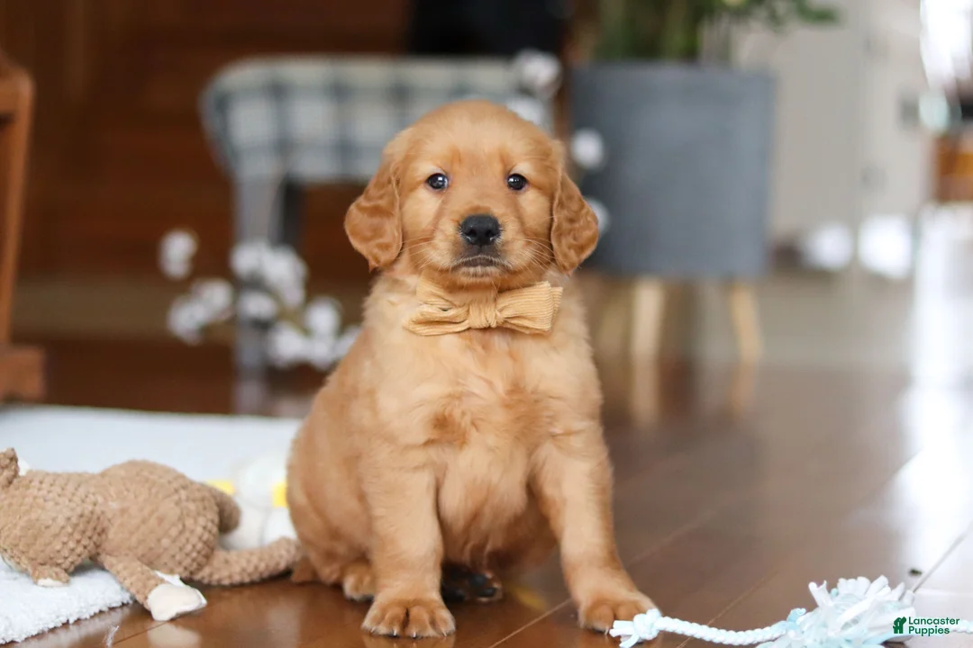 Golden Retriever dogs for sale: Alex - Ad 2