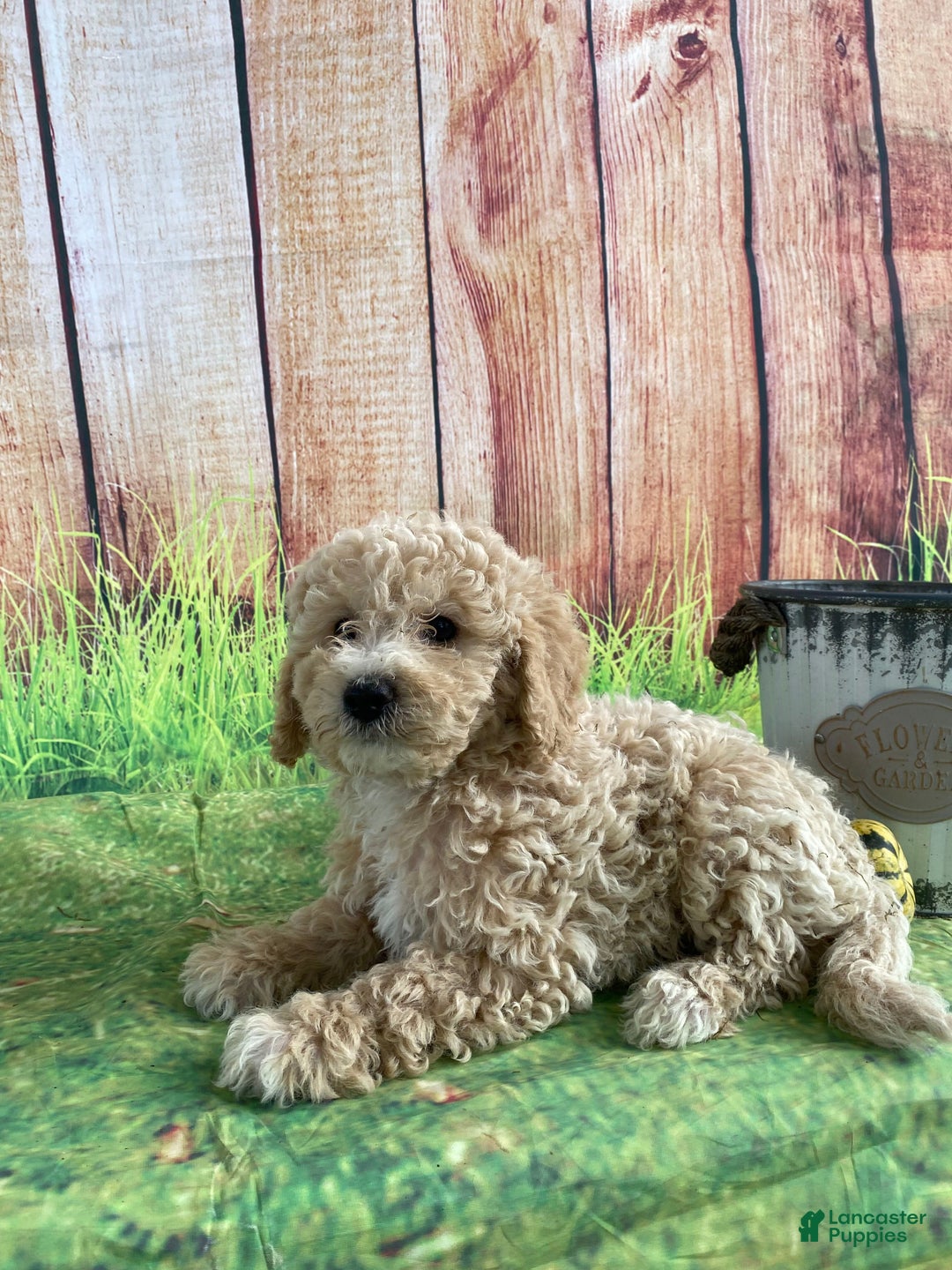 Bichpoo dogs for sale: Theo - Ad 8